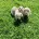 Dachshund (Miniature Long Haired)