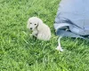 Dachshund (Miniature Long Haired)