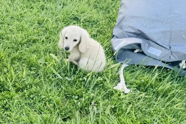 Dachshund (Miniature Long Haired)