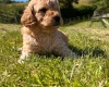 Cockapoo