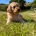 Cockapoo