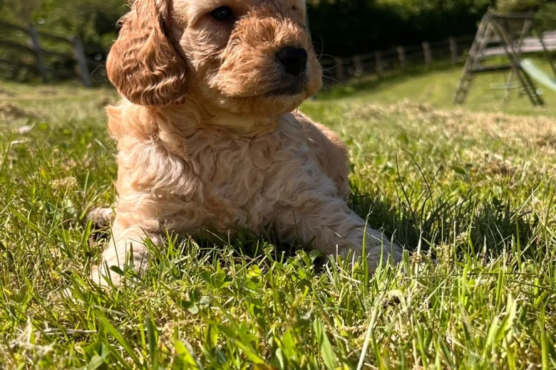Cockapoo