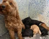 Cockapoo