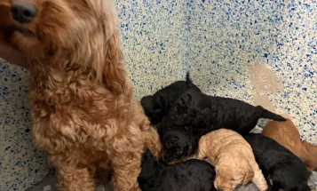 Cockapoo