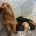 Cockapoo