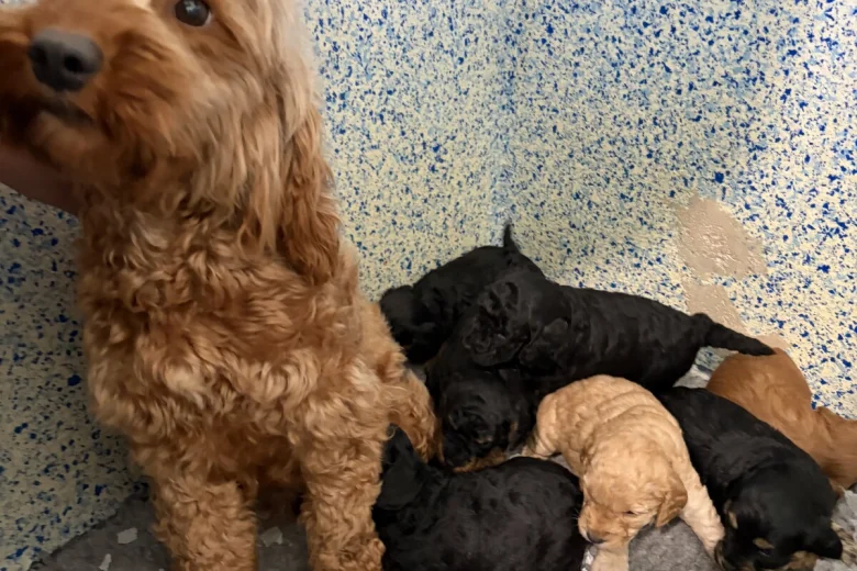 Cockapoo