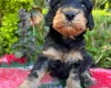 Cockapoo