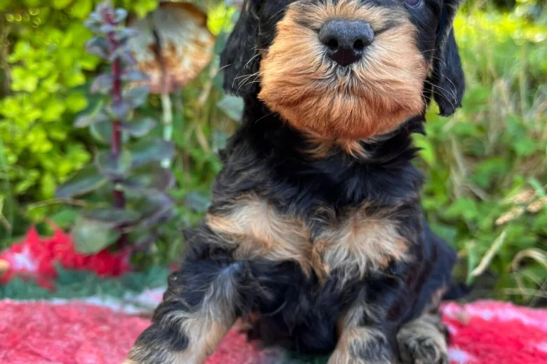 Cockapoo