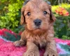 Cockapoo