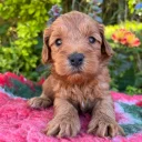 Cockapoo