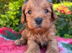 Cockapoo