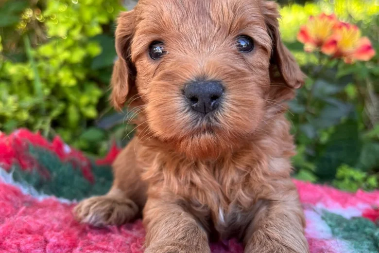 Cockapoo