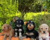 Cockapoo