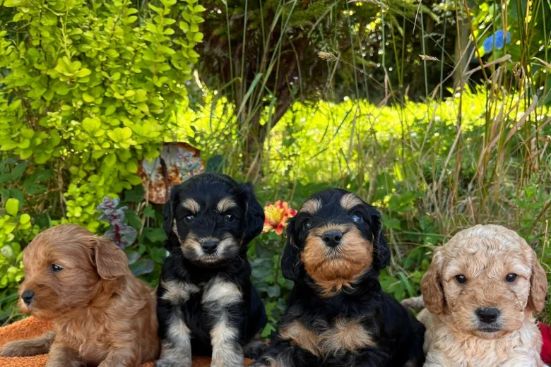 Cockapoo
