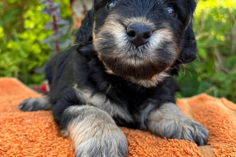 Cockapoo