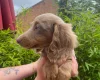 Dachshund (Miniature Long Haired)