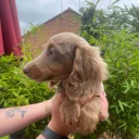 Dachshund (Miniature Long Haired)