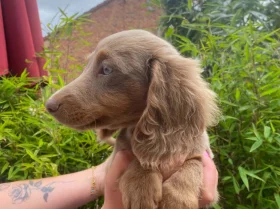 Dachshund (Miniature Long Haired)
