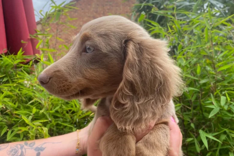 Dachshund (Miniature Long Haired)