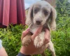 Dachshund (Miniature Long Haired)