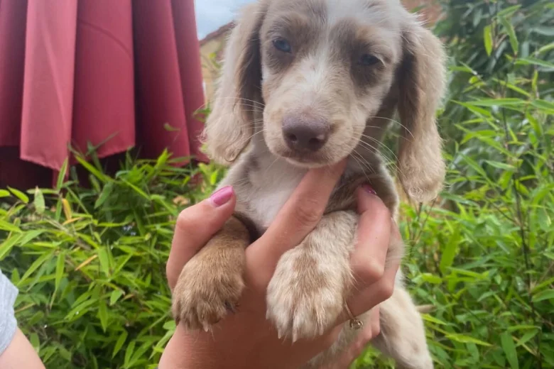 Dachshund (Miniature Long Haired)