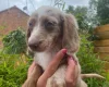 Dachshund (Miniature Long Haired)