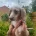Dachshund (Miniature Long Haired)