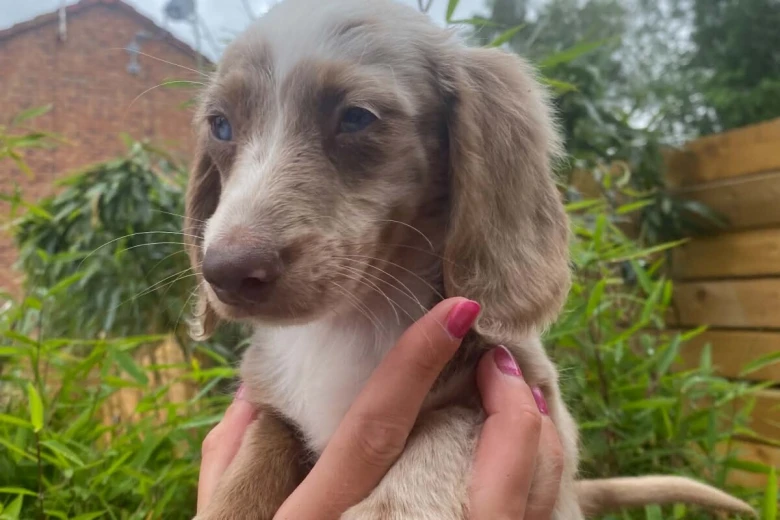 Dachshund (Miniature Long Haired)