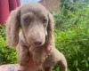 Dachshund (Miniature Long Haired)