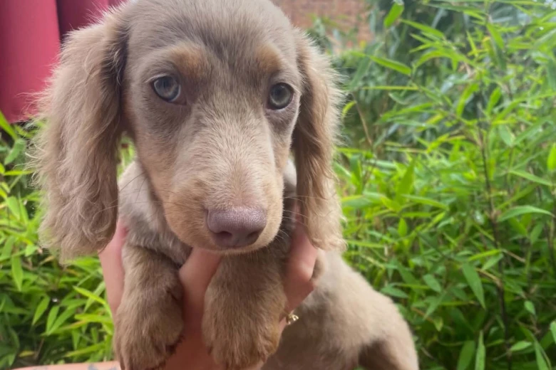 Dachshund (Miniature Long Haired)