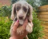 Dachshund (Miniature Long Haired)