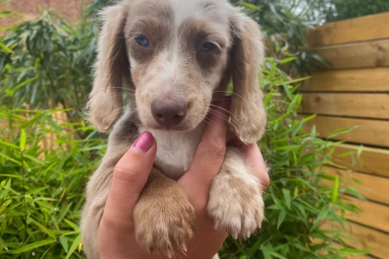 Dachshund (Miniature Long Haired)