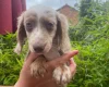 Dachshund (Miniature Long Haired)