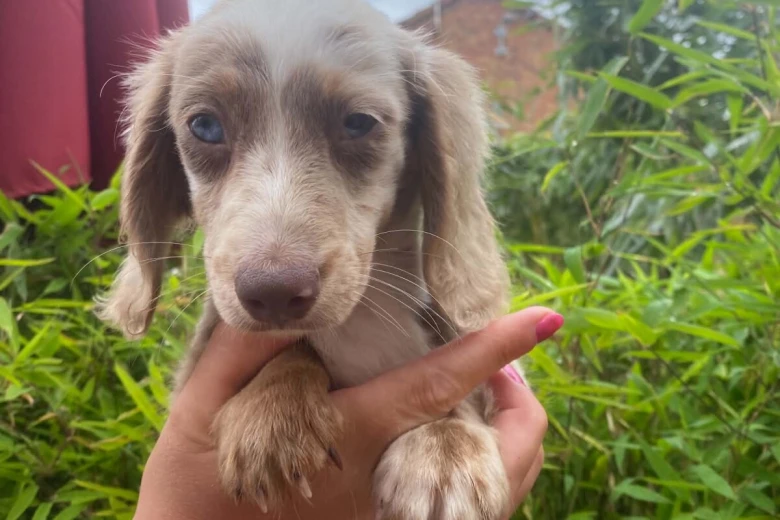 Dachshund (Miniature Long Haired)