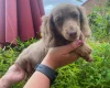 Dachshund (Miniature Long Haired)