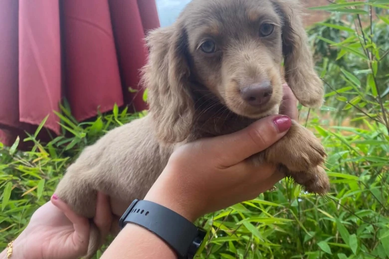 Dachshund (Miniature Long Haired)