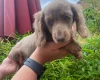 Dachshund (Miniature Long Haired)