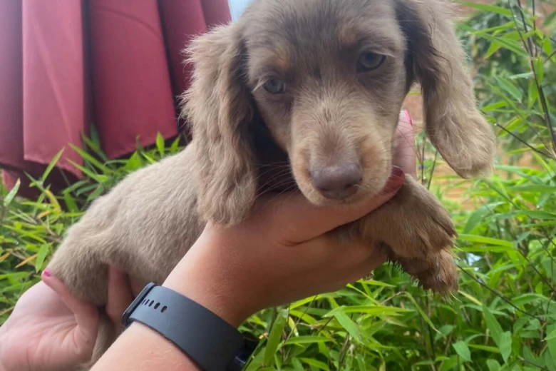 Dachshund (Miniature Long Haired)