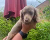 Dachshund (Miniature Long Haired)
