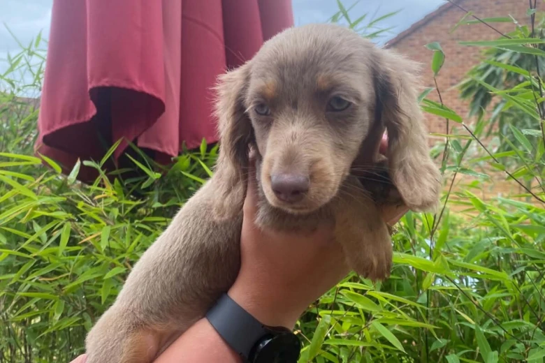 Dachshund (Miniature Long Haired)