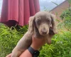 Dachshund (Miniature Long Haired)