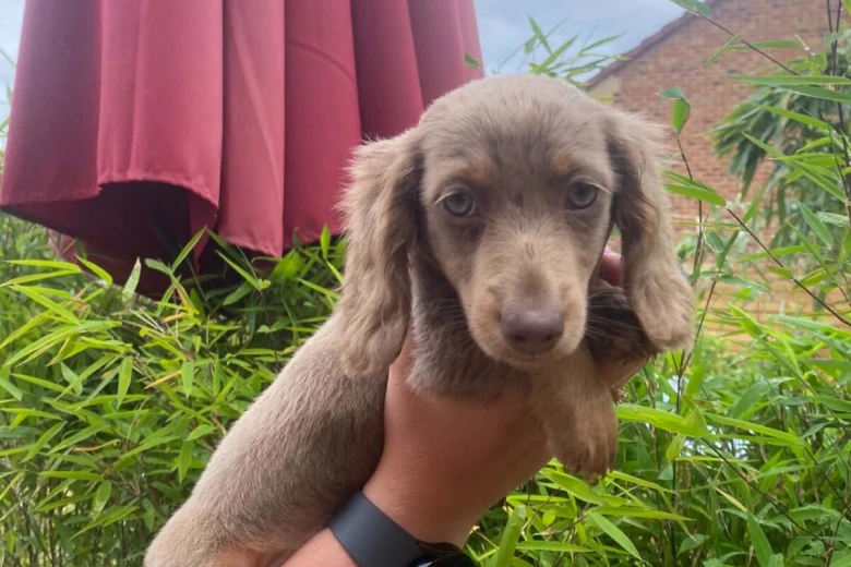 Dachshund (Miniature Long Haired)