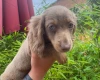 Dachshund (Miniature Long Haired)