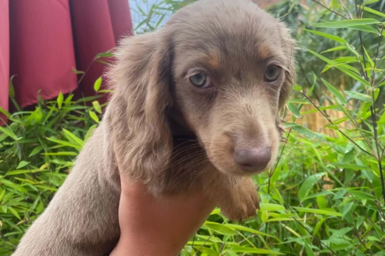 Dachshund (Miniature Long Haired)