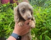 Dachshund (Miniature Long Haired)