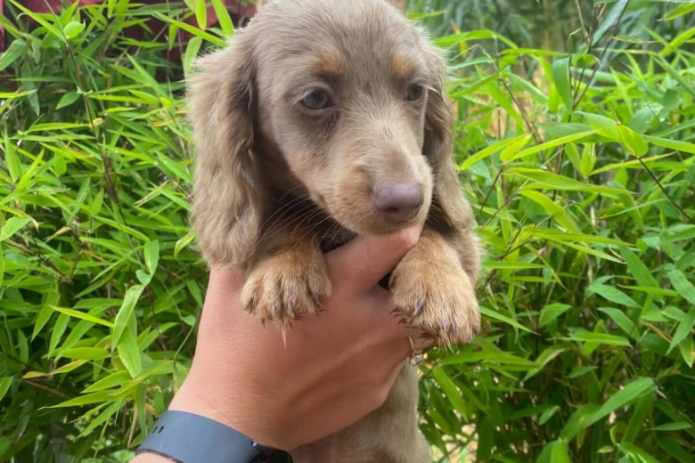 Dachshund (Miniature Long Haired)