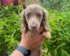 Dachshund (Miniature Long Haired)