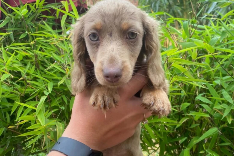 Dachshund (Miniature Long Haired)