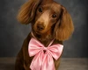 Dachshund (Miniature Long Haired)