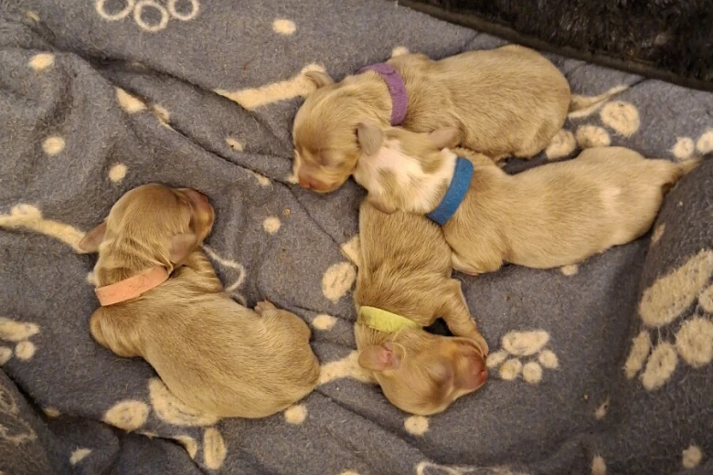 Dachshund (Miniature Long Haired)
